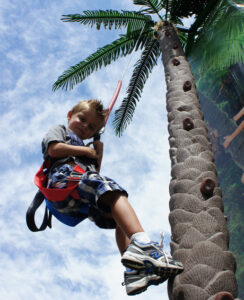 Coconut Tree Climbing Child