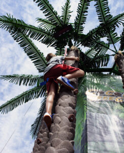 Coconut Tree Climbing Boy